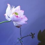 问鼎app下载:适合哪些用户群体的详细分析 a5fz28j