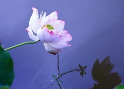 问鼎app下载:适合哪些用户群体的详细分析 问鼎app下载:适合哪些用户群体的详细分析